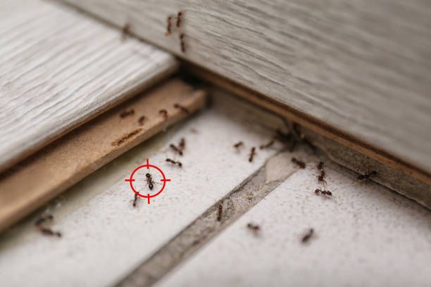 Best Pest Inspection Near Me  in Rochelle, GA